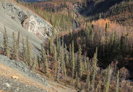 Geologist collects samples on slope of iron oxidized rocks at AK gold project.