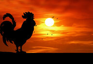 Silhouette of a rooster and a sunset, for Blackwolf's newest Rooster property.