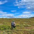 A lone geologist hiking up a grassy hill in Yukon territory.