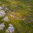 Aerial view of a large white pegmatite dyke cutting across the NWT landscape.