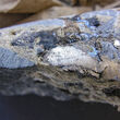 Closeup of core from drilling through high-grade silver-zinc-lead veins.