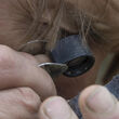 Klondike Gold geologist looks at mineral sample with loupe.