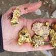 Handful of gold nuggets found on Granite Creek in Mount Hinton.