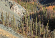 Geologist collects rock samples from a steep slope on a gold project in Alaska.