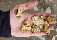 Handful of gold nuggets found on Granite Creek in Mount Hinton.