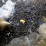 Closeup of visible gold in core from drilling at the Trapper target in BC.