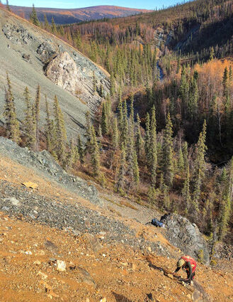 Geologist collects rock samples from a steep slope on a gold project in Alaska.