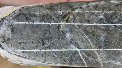 Stringer of visible gold along vein in core from drilling at Big Missouri.