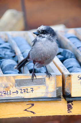 A Canada Jay resting on a core sample box.